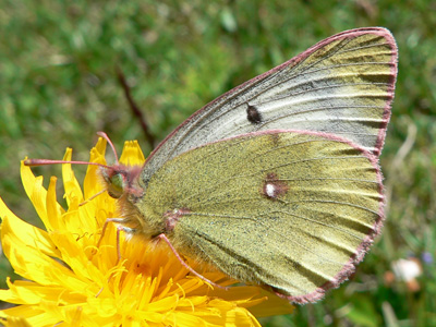 20110702_phicomone4