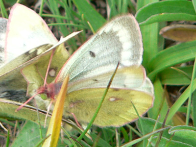 20110708_phicomone3