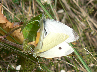 20110924_rapae1