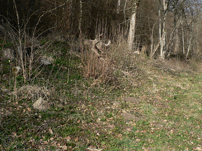20120328_rhamni2