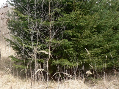 20120414_rhmani1