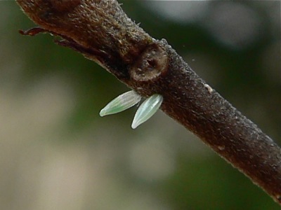 20120414_rhmani3