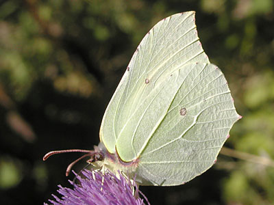 Zitronenfalter2