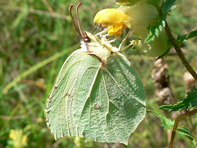 Zitronenfalter20