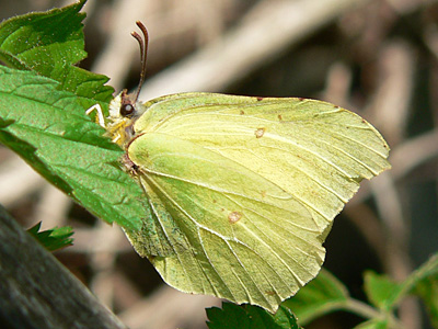 Zitronenfalter6
