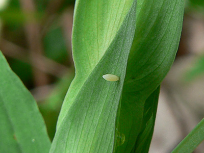 20130511_leptidea2