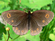 0626_erebia_oeme_ms2