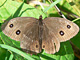Blaukernauge_ms2