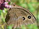 Blaukernauge_ms2_