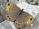 Braunscheckauge_ms2