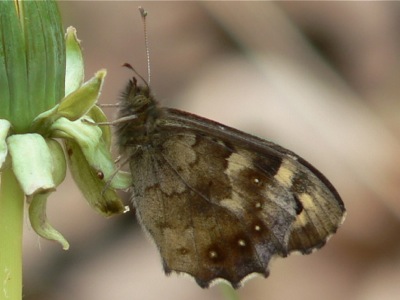 20120429_aegeria