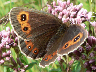 20110806_aethiops2_