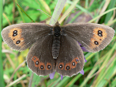 Erebia02