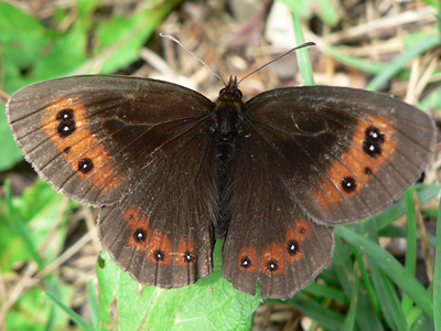 Erebia03