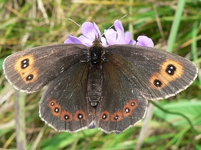 Erebia04