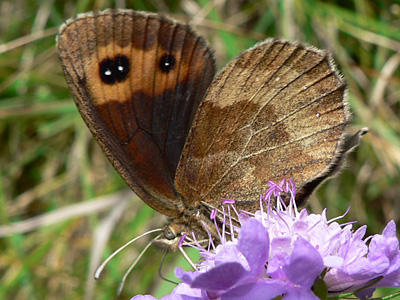 Erebia05