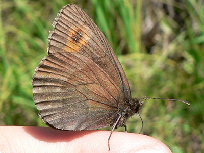 Erebia06