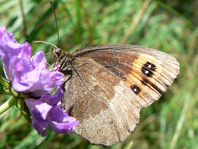 Erebia07
