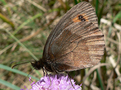 Erebia09