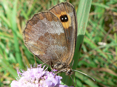 Erebia11