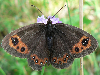 Erebia12