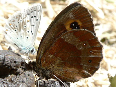 aethiops02