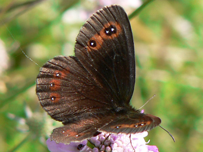 aethiops04