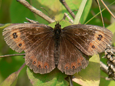 aethiops05