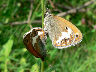 Weissb_Wiesenvoegelchen19