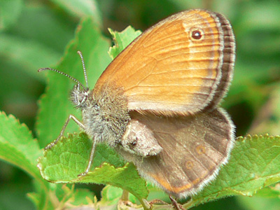 Weissb_Wiesenvoegelchen22
