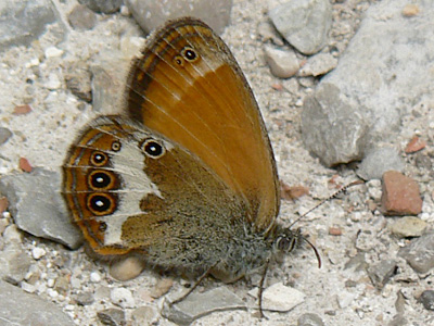 Weissb_Wiesenvoegelchen7