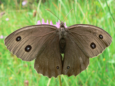 20110731_dryas3