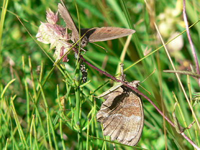 20110802_dryas4