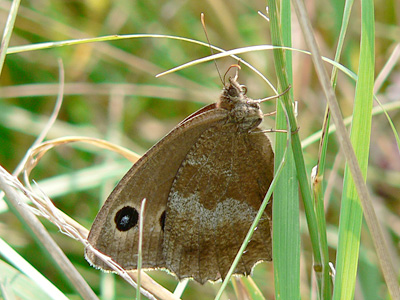 Blaukernauge9