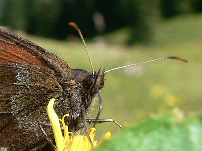20110806_euryale14