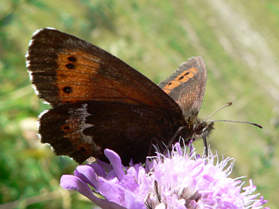 20110806_euryale7