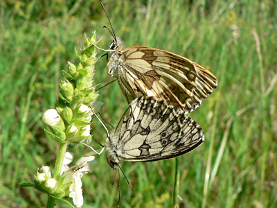 20120626_galathea1