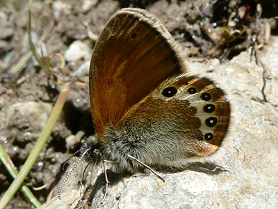 20110704_gardetta2