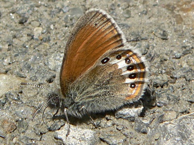 20110705_gardetta