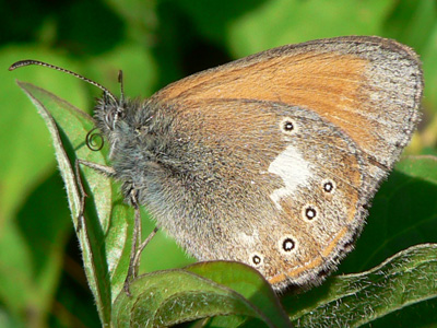 2010-07-06_glycerion4