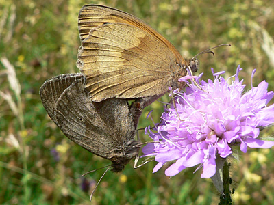 20130706_jurtina