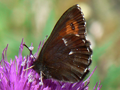 20110703_ligea