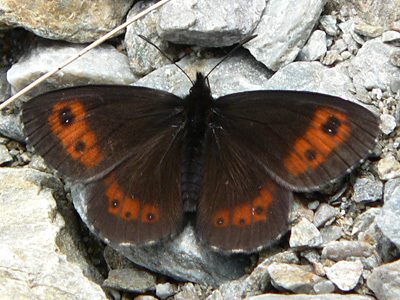 20110703_ligea1