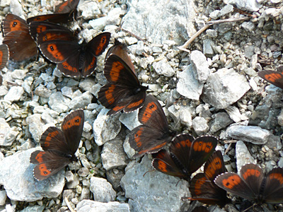 20110706_ligea2