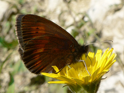 20110803_manto8