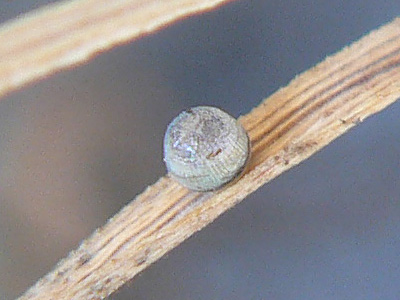 20111015_megera10
