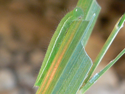 20111015_megera11