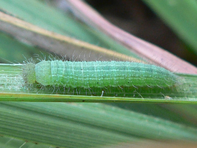 20111015_megera2