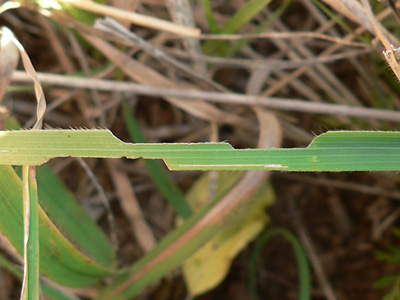 20111015_megera3