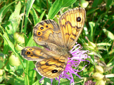 Mauerfuchs1